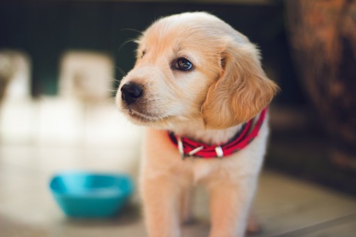 Pet Care Services: selective focus photography of short-coated brown puppy facing right side